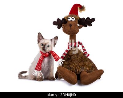 Pretty Chocolate Tonkinese Pointed LaPerm cat kitten, wearing scarf and sitting next to toy reindeer. Looking towards camera with green eyes. Isolated Stock Photo