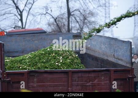 L'expéditeur de bois jette des déchets sur une pile de copeaux sur la remorque. Recyclage des arbres de Noël usagés, point de collecte Banque D'Images