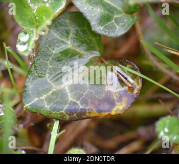 Feuille d'Ivy recouverte d'eau de pluie après la tempête. Banque D'Images