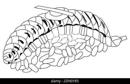 Nigiri de saumon zentrangle dessiné à la main pour colorier, pour t-shirt et autres décorations Illustration de Vecteur