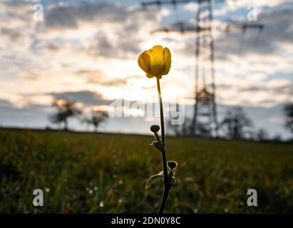 17 décembre 2020, Hessen, Francfort-sur-le-main : une dernière petite fleur est encore en fleurs dans un champ à la lumière du soir dans le nord-est du canton de Bergen. Photo: Frank Rumpenhorst/dpa Banque D'Images