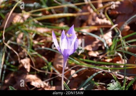 Crocus sauvage (Crocus nudiflorus) dans une forêt de hêtre ensoleillée. Banque D'Images