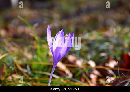 Vue latérale de crocus sauvage (Crocus nudiflorus) dans la forêt de hêtre. Banque D'Images