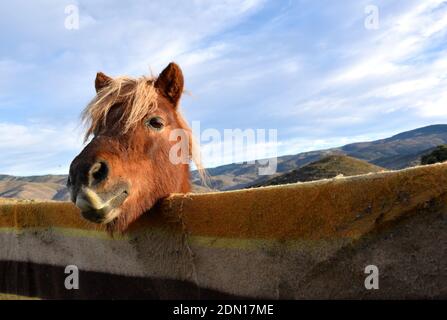 Tête de poney sur la clôture recouverte d'une couverture. Paysage de montagne. Banque D'Images