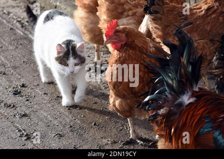 Chat blanc et poule brune ensemble paisiblement sur le terrain de la cour de ferme Banque D'Images