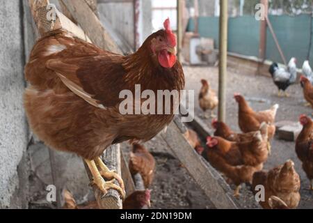 gros plan de poulet brun biologique élevé en liberté assis perché dans une cour de ferme rurale Banque D'Images