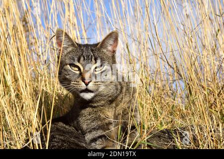 Tabby chat parmi l'herbe sèche regardant la caméra. Banque D'Images