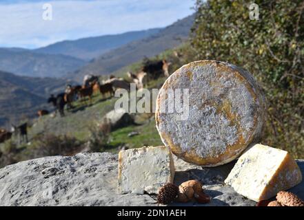 Fromage de chèvre et de lait de vache entier avec des morceaux sur les côtés et des noix dans un paysage de montagne avec des chèvres brouillées en arrière-plan. Banque D'Images