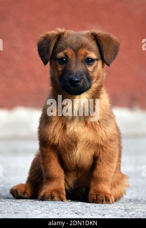 Adorable chiot brun assis à l'extérieur sur une journée ensoleillée en format vertical Banque D'Images