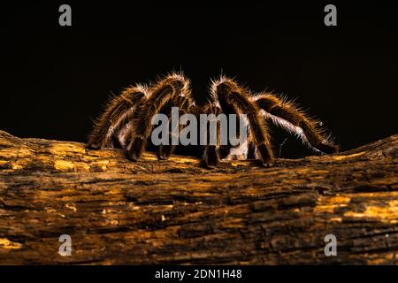 Cheveux rose du Chili (Grammostola rosea) tarentule - libre avec selective focus Banque D'Images