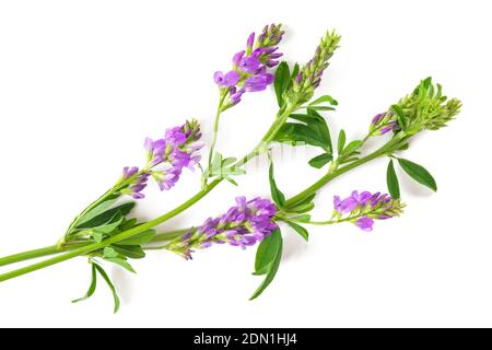 Plante Medicago Sativa isolée sur fond blanc Banque D'Images