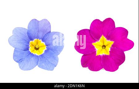 Primuls roses et violets isolés sur blanc Banque D'Images