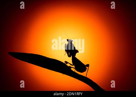 Une silhouette rétro-éclairée d'un Mantis malaisien de la feuille morte/Mantis de prière/ (Deroplatys Desiccata) sur fond de coucher de soleil orange Banque D'Images