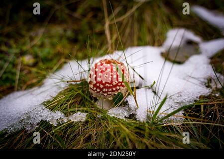 champignon rouge dans la neige en forêt Banque D'Images