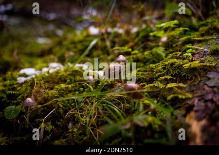 champignons en mousse dans la forêt Banque D'Images