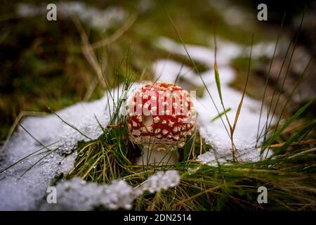 voler agaric dans la neige en forêt Banque D'Images