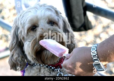 Chien profitant d'un popsicle rose à l'extérieur en été Banque D'Images