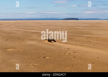 Le sable étant soufflé sur la plage vide à Berrow Flats, Somerset, Angleterre, Royaume-Uni, à marée basse avec Holm raide et la côte galloise au loin Banque D'Images