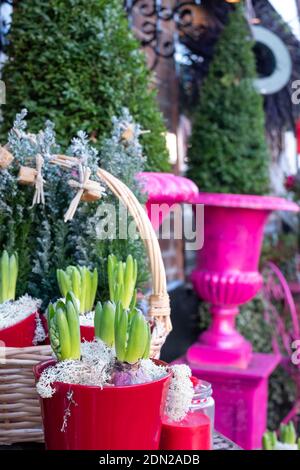 Gros plan de plantes et de fleurs en pots de saison en vente dans une boutique de fleuristes en décembre. Photographié avant Noël à Surrey, Royaume-Uni. Banque D'Images