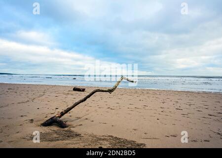 Le bois de Drifwood s'est lavé sur le sable de la plage de St. Cyrus avec un paysage marin et un ciel bleu ciel nuageux en arrière-plan. Banque D'Images