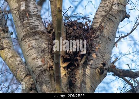 Grey squirrel drey (Sciurus carolinensis) in the fork of a silver birch tree, UK Stock Photo