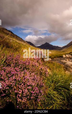 Bruyère pourpre à Glen Rosa sur Arran Banque D'Images