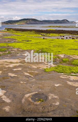 Vue sur la baie de Lyme à marée basse avec les crêtes rocheuses exposées avec des ammonites visibles au premier plan et la côte jurassique au loin. Banque D'Images