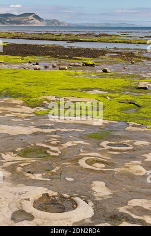 Vue sur la baie de Lyme à marée basse avec les crêtes rocheuses exposées avec des ammonites visibles au premier plan et la côte jurassique au loin. Banque D'Images