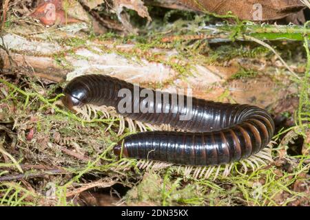 Un grand millipede (classe diplopoda) sur une branche mossy la nuit dans le sous-étage de la forêt montagnarde dans la réserve de Los Cedros, ouest de l'Equateur Banque D'Images
