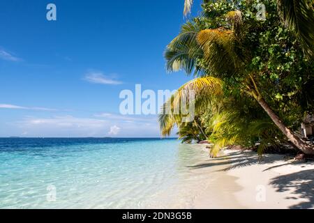 Paysage tropical de la côte de l'île avec des cocotiers, plage de sable blanc et océan turquoise, espace copie, Maldives. Banque D'Images