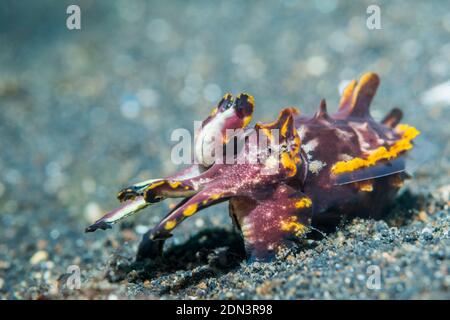 La Seiche flamboyante du Pfeffer [Metasepia pfefferi] en mode de chasse. Détroit de Lembeh, au nord de Sulawesi, Indonésie. Banque D'Images