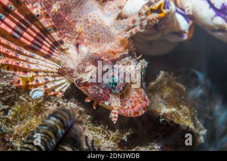 Dendrochirus brachypterus poisson lion [taupes]. Détroit de Lembeh, au nord de Sulawesi, Indonésie. Banque D'Images