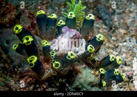 Poulpe à anneaux bleus [Hapalochlaena sp] perchée entre ascidies perchées [Clavelina robusta]. Détroit de Lembeh, Nord de Sulawesi, Indonésie. Banque D'Images