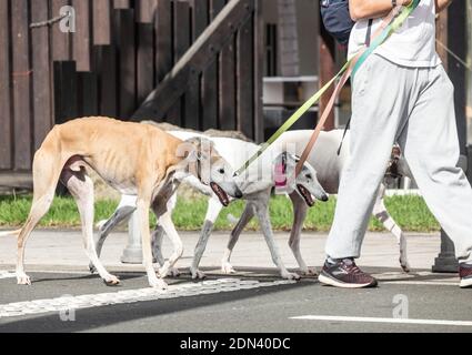 Homme marchant trois chiens Greyhound. Banque D'Images