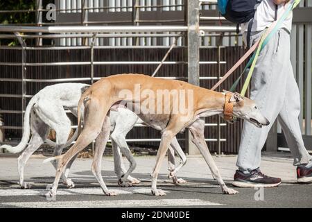 Homme marchant trois chiens Greyhound. Banque D'Images