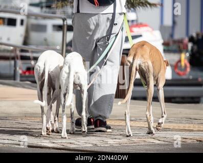 Homme marchant trois chiens Greyhound. Banque D'Images