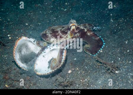 Ou veiné Coconut Octopus [Amphioctopus marginatus]. Détroit de Lembeh, au nord de Sulawesi, Indonésie. Banque D'Images