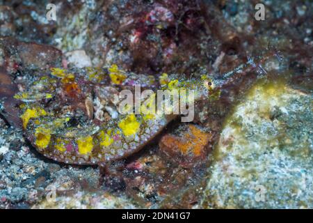 [Halicampus macrorhynchus syngnathes ornées]. Détroit de Lembeh, au nord de Sulawesi, Indonésie. Banque D'Images