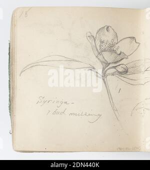 Sketchbook page: Star of Bethlehem, Kenyon Cox, américain, 1856–1919, Graphite sur papier, Recto: Études de l'étoile de Bethléem, une fleur avec six longs pétales pointus; plante pleine montrée ainsi que fleur du haut, en profil, et comme un bourgeon fermé., Verso: Croquis de fleur ouverte avec bouton, deux feuilles et tige., États-Unis, 1874, albums (relié) et livres, feuille de croquis, feuille de croquis Banque D'Images