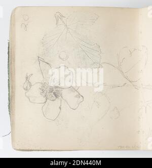 Page d'esquisse : feuilles de chêne, Kenyon Cox, cuisine américaine, 1856–1919, Graphite sur papier, Recto : croquis de feuilles de chêne attachées à une branche., Verso : croquis d'une fleur de BlackBerry droite cinq grands pétales arrondis, et croquis de feuilles., États-Unis, 1874, albums (liés) & livres, folio d'esquisse, folio d'esquisse de livre Banque D'Images