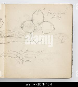 Page de sketchbook : Syringa, Kenyon Cox, cuisine américaine, 1856–1919, Graphite sur papier, deux croquis de fleur d'en haut, avec feuilles. Flower est probablement un type de lilas, et apparaît avec quatre pétales arrondis., USA, 1874, albums (relié) & livres, Sketchbook folio, Sketchbook folio Banque D'Images