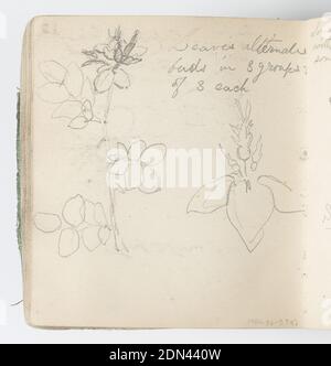 Sketchbook page: Esquisses de fleurs et de feuilles, Kenyon Cox, américain, 1856–1919, Graphite sur papier, Recto: Deux esquisses, chacune avec trois groupes de fleurs séparées d'une seule tige., Verso: Esquisses de feuilles, avec fleur au-dessus., USA, 1874, albums (relié) & livres, Sketchbook folio, Sketchbook folio Banque D'Images