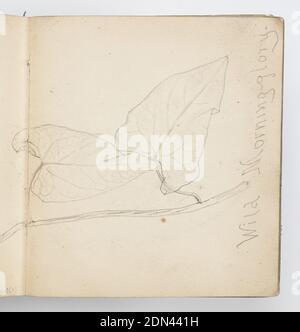 Page d'esquisse : Morning Glory, Kenyon Cox, cuisine américaine, 1856–1919, Graphite sur papier, croquis de deux feuilles en forme de coeur et la vigne d'une gloire matinale., États-Unis, 1874, albums (relié) et livres, Carnet d'esquisse, folio de Carnet d'esquisse Banque D'Images