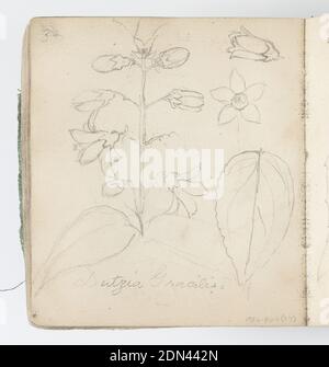 Page d'esquisse : feuille pressée, Kenyon Cox, cuisine américaine, 1856–1919, Graphite sur papier, Recto : feuille séchée pressée entre les pages d'esquisse., Verso : croquis de fleurs et de feuilles., États-Unis, 1874, albums (relié) & livres, folio d'esquisse, folio d'esquisse Banque D'Images