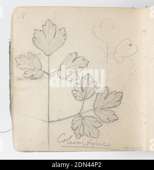 Page d'esquisse : Columbine, Kenyon Cox, cuisine américaine, 1856–1919, Graphite sur papier, croquis de feuilles aux bords de lacey. Contour abstrait, en haut à droite, Etats-Unis, 1874, albums (relié) et livres, folio de carnet d'esquisses, folio de carnet d'esquisses Banque D'Images