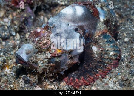 Scorpion à bosse [Scorpaenopsis diabolus]. Détroit de Lembeh, Nord de Sulawesi, Indonésie. Banque D'Images