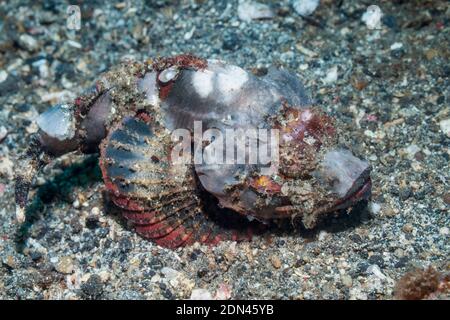 Scorpion à bosse [Scorpaenopsis diabolus]. Détroit de Lembeh, Nord de Sulawesi, Indonésie. Banque D'Images