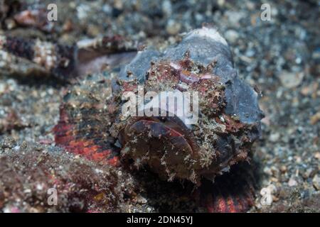 Scorpion à bosse [Scorpaenopsis diabolus]. Détroit de Lembeh, Nord de Sulawesi, Indonésie. Banque D'Images