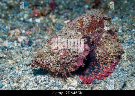 Scorpion à bosse [Scorpaenopsis diabolus]. Détroit de Lembeh, Nord de Sulawesi, Indonésie. Banque D'Images