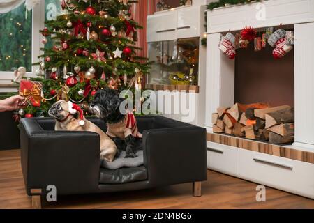 Les chiens reçoivent un cadeau de Noël. 2 races, Tibetian Terrier et Pug, assis dans un canapé en cuir noble pour chiens. Mains tient cadeau. PUG fait de grands yeux. Banque D'Images